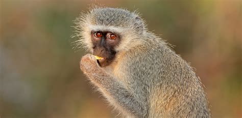 photo green monkey ape bspo green   jooinn