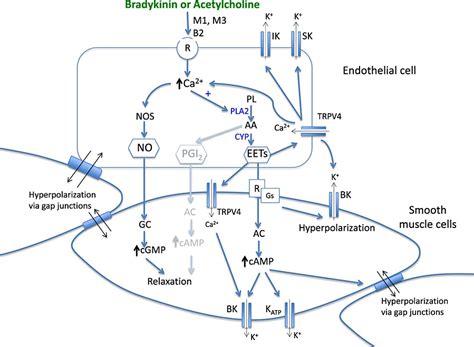 The Role Of Epoxyeicosatrienoic Acids In The Cardiovascular System