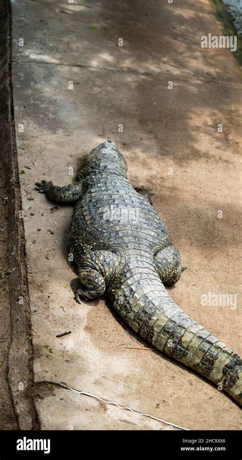 fat alligator  res stock photography  images alamy
