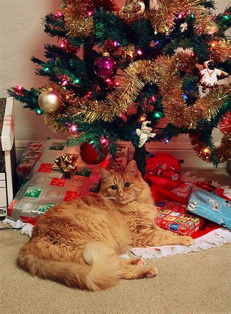 109 Cats Celebrating Christmas Cat Celebrating Christmas Animals