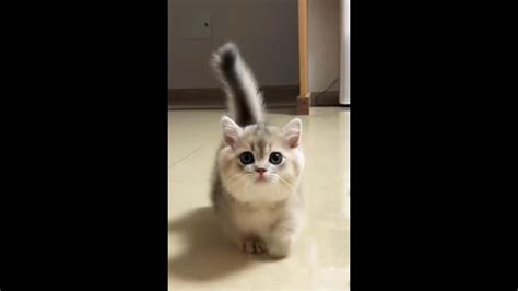 Кошка — это как солнце, которое всегда светит, даже когда ты не видишь ...