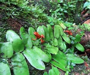 Poison Dart Frog Facts