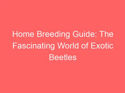 Home Breeding Guide The Fascinating World Of Exotic Beetles