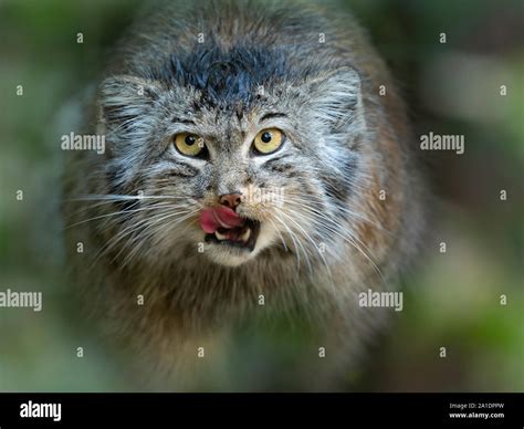 Pallas S Cat Otocolobus Manul Captive Stock Photo Alamy