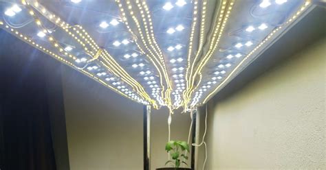 Выращивание острых перцев дома | Пикабу