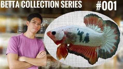 Betta Fish Collection Series 001 Fccp Orange Base Youtube