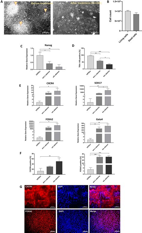 Elimination Of Undifferentiated HiPSCs With L Alanine Treatment And