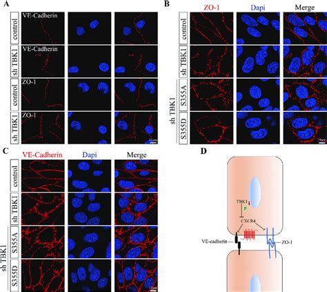 Endothelial Tbk1 Knockdown Disrupted The Organization Of Junctional