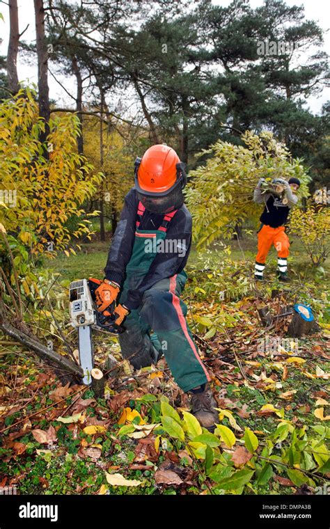 Los Silvicultores Control Invasivo De Cereza Negra Silvestre Prunus