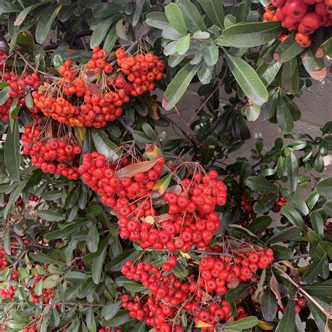 Are these Pyracantha? : r/plants