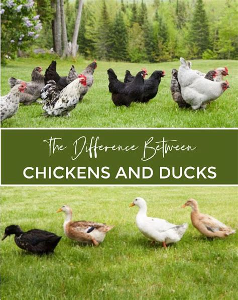 Adding Ducks To Your Backyard Chicken Flock Fresh Eggs Daily With