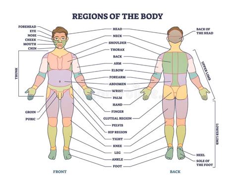 Unexpected Fort Resistance Body Regions Anatomy Creed Difficult