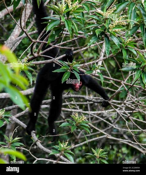 Monkey swinging tree hi-res stock photography and images - Alamy