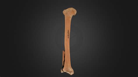 19614b 4righttibia 3d Model By Amatkins 132161e Sketchfab