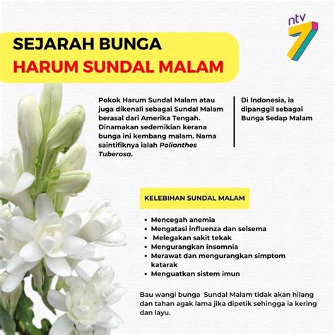 Bunga Harum Sundal Malam Nama Saintifik Dan Kegunaan