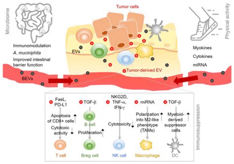 Ijms Free Full Text Extracellular Vesicles And Their Role In The