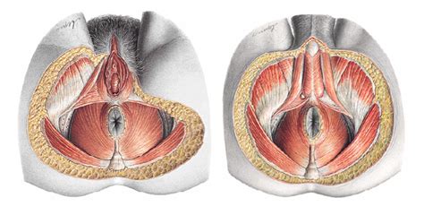 La importancia del suelo pélvico en las relaciones sexuales suelo pelvico