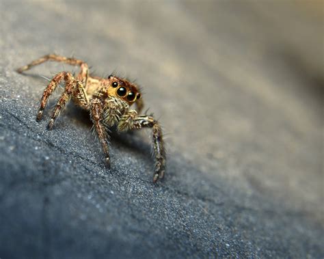 Spiders In North East at Carey Shaw blog