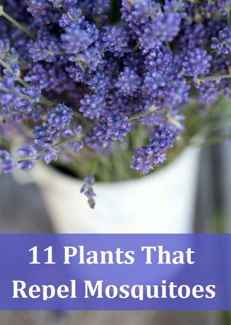 Plants That Keep The Mosquitoes Away Everything About Garden