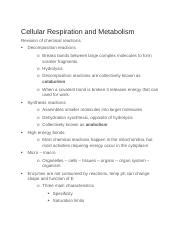 Cellular Respiration And Metabolism Docx Cellular Respiration And