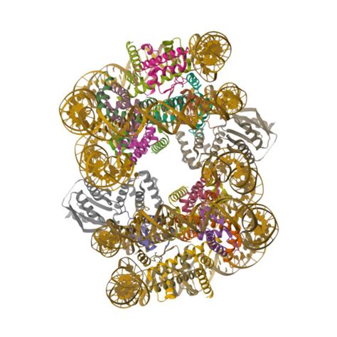 RCSB PDB 7U47 CryoEM Structure Of CENP N Promoted Nucleosome Stacks