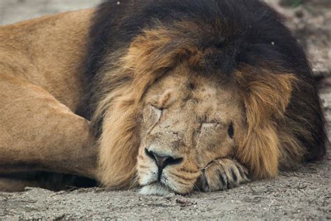 Male Asiatic Lion (Panthera Leo Persica). Stock Photo - Image of fauna ...