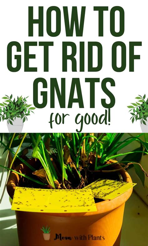 how get rid gnats in house 8