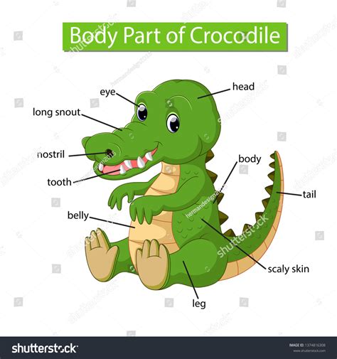 Diagram Showing Body Part Crocodile Stock Vector (Royalty Free ...