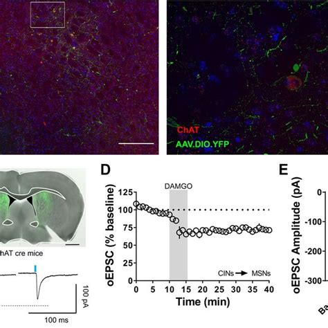 Mors On Mpfc Acc And Bla Inputs Are Indispensable For The Induction Of