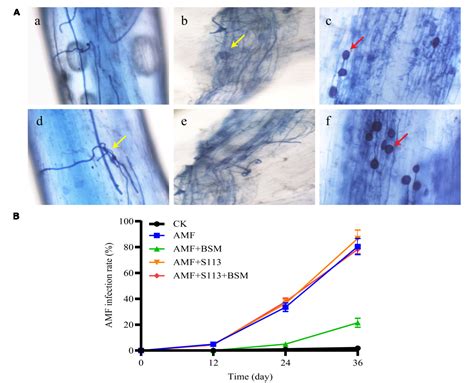 Figure From Combined Bioremediation Of Bensulfuron Methyl