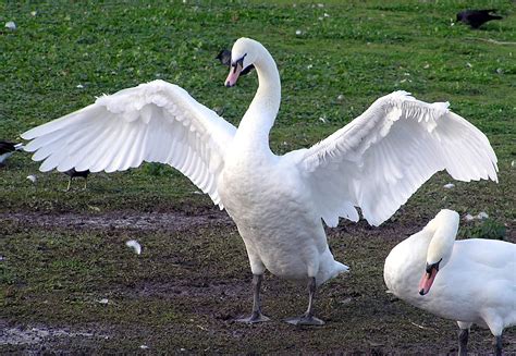 Swan Bird Species Migration And Lifespan Britannica