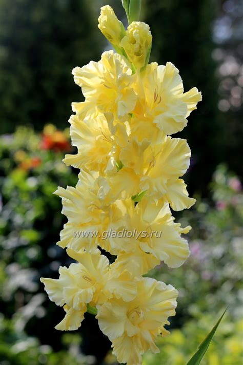Гладиолус Золотая роскошь – 100 лучших гладиолусов