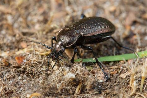 Жужелица: фото, описание и виды, вред для садовых растений и человека