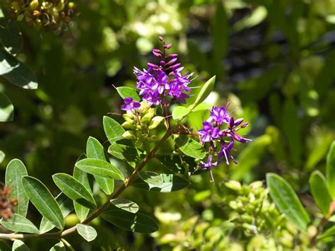 The 10 Best Plants For Low Hedges For Temperate Climates Global