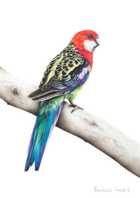 Eastern Rosella Fine Art Print Australian Wildlife Art By Rachel Hollis