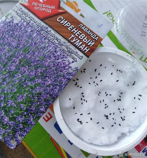 Как прорастает лаванда (57 фото)