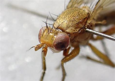 Tetanocera Fuscinervis Male Head Fen Bog Yorkshire 1 Flickr