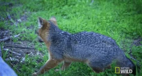 Animated  Of Red Fox Walking In Lush Green Field