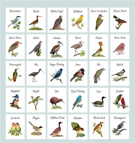 Birds Pictures With Names In English