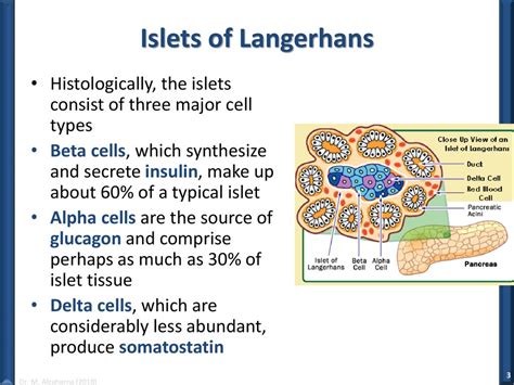 Islets Of Langerhans Alpha And Beta Cells