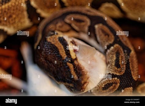 ball mouse  res stock photography  images alamy