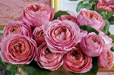 Саженец Роза Романтик Антик (Rosa Romantic Antike Freelander) купить в ...