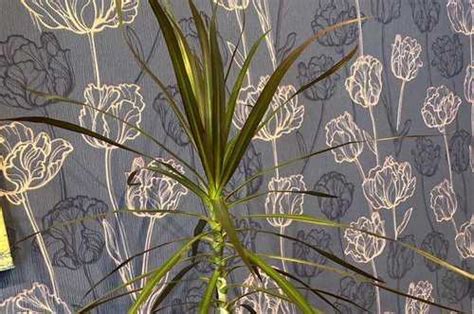 Пальма Драцена-взрослая | Festima.Ru - Мониторинг объявлений