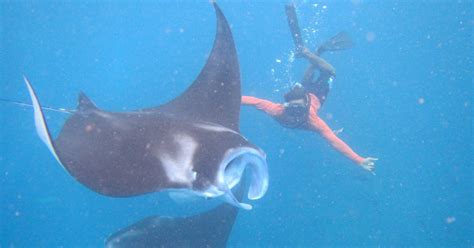 Z Nusa Penida Miejsca Na Snorkeling Z Mantami Getyourguide