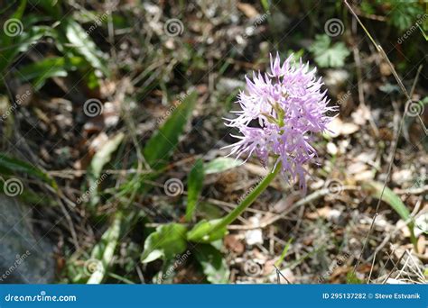 Naked Man Orchid Orchis Italica Stock Photo Image Of Orchis Orchid