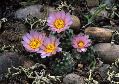 Pediocactus Knowltonii Knowlton Cactus New Mexico Rare Plants