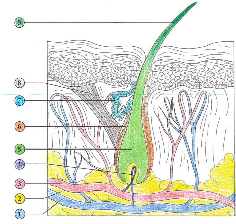 Anatomy and Physiology Hair Follicle Structure Diagram | Quizlet