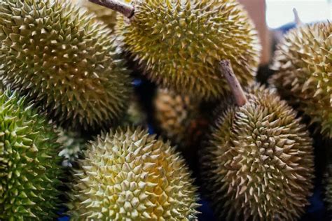 4 Kecamatan Penghasil Durian Terbesar Di Kabupaten Pacitan Nomor 1