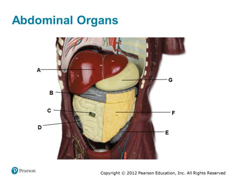 Abdominal Organs Diagram Quizlet