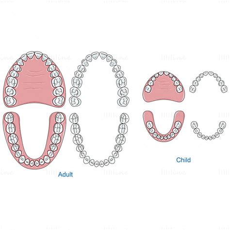 adult child teeth vector